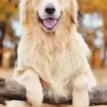 Goldenretriver60